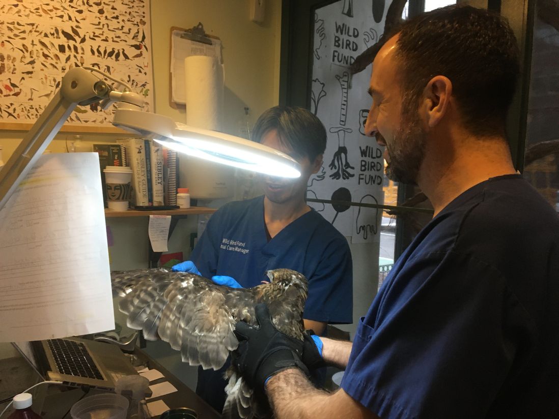 Blair the hawk being examined at the Wild Bird Fund.
